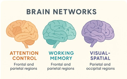 Three Brain Networks and ADHD Infographic